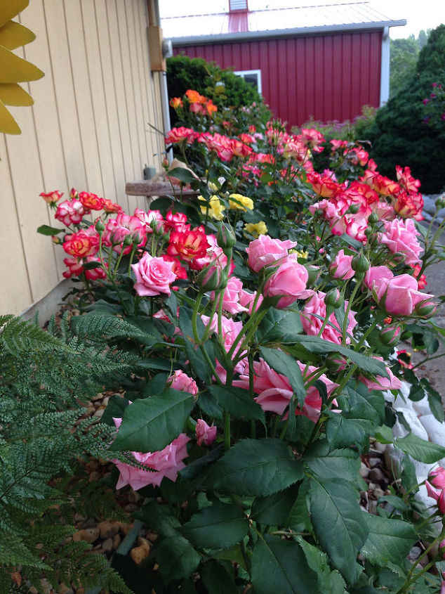 planejando uma rota de vinhos e rosas, Floribunda Rose Garden