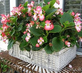 transform a picnic basket to a shabby planter, gardening, repurposing upcycling, Here it is last July filled with happy begonias