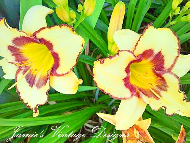 my lilies 2013 asiatic oriental and daylilies zone 5 6, flowers, gardening, Pandoras Box Daylily