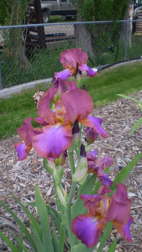 iris i ve planted, flowers, gardening