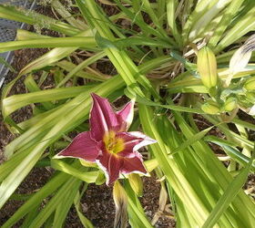 daylilies, gardening, Love the two tone with the white on this