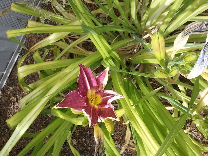 daylilies, gardening, Love the two tone with the white on this