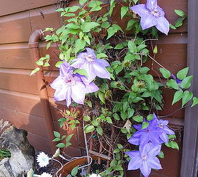 clematis will it live or will it not, container gardening, flowers, gardening, NEIGHBORS CLEMATIS I m SOOOOO Jealous and Her FLOWERS are HUGE