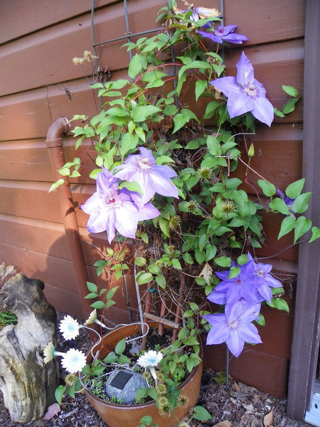 clematis will it live or will it not, container gardening, flowers, gardening, NEIGHBORS CLEMATIS I m SOOOOO Jealous and Her FLOWERS are HUGE