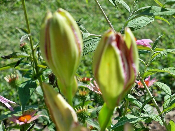 i have difficulty with asian lilies, gardening, There are no petals or bloom inside these buds