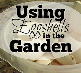 using eggshells in the garden, container gardening, gardening