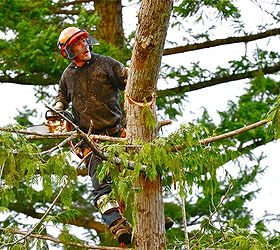don t know anything about tree pruning or maintenance, landscape