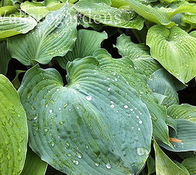 is your heart in the garden try these heart shaped plants, container gardening, flowers, gardening, hydrangea, Great big hosta heart