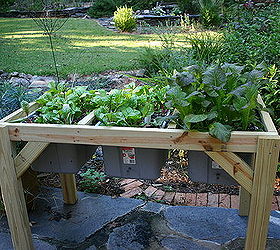 self watering planter, bedroom ideas, gardening, raised garden beds, Swiss chard and kale last spring