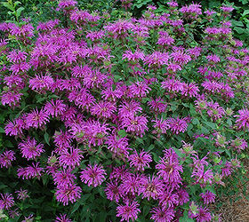 q monarda for the south, gardening, Photo courtesy Fort Bend County Master Gardeners