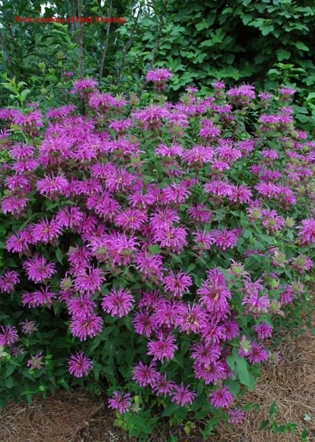 q monarda for the south, gardening, Photo courtesy Fort Bend County Master Gardeners