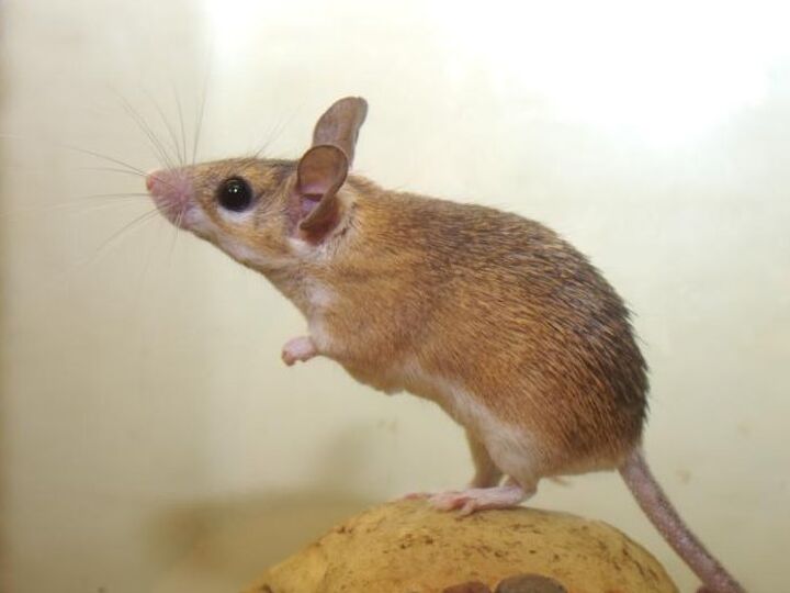 hi so i am moving to an apartment in a nice clean building however the previous, pest control, Mouse