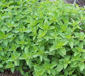 How to Easily Grow Oregano Hometalk