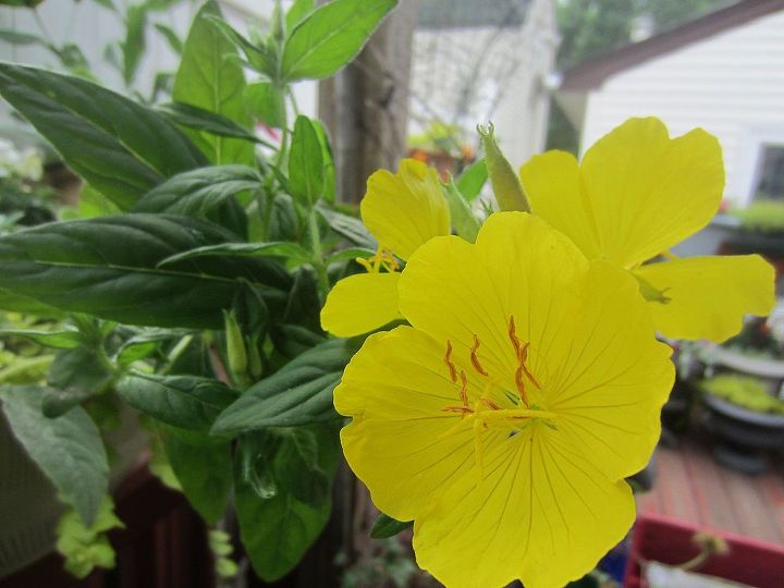 i have this flower which i don t know the name please help, flowers, gardening
