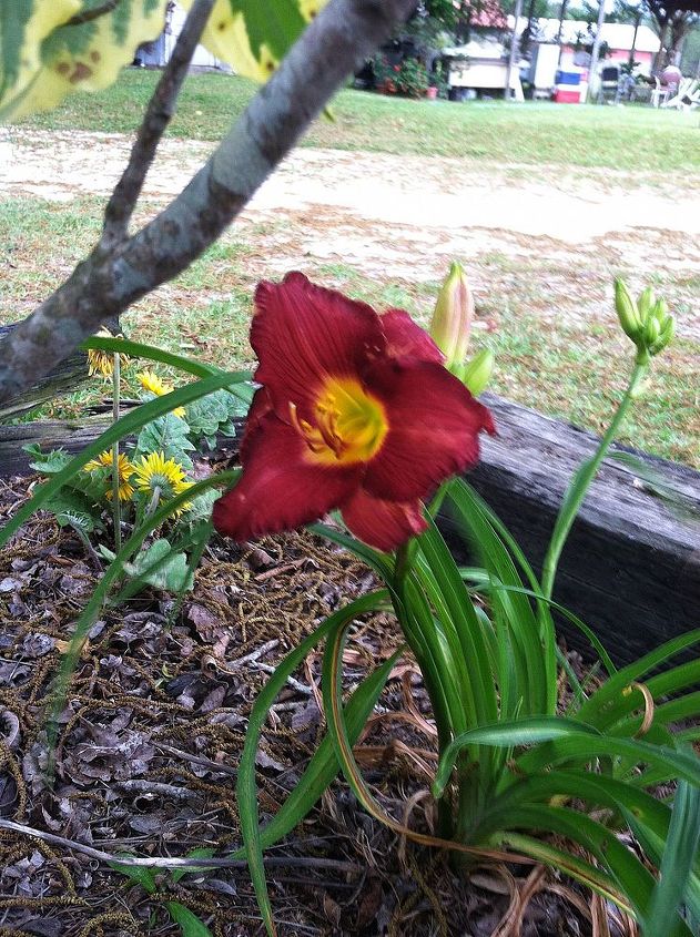 the start of the daylily blooms 2013, gardening, I made this one