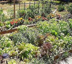 10 reasons to garden organically, gardening, Nothing better than an Organic Garden
