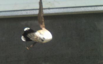 Hummingbird Caught in Spider Web,
