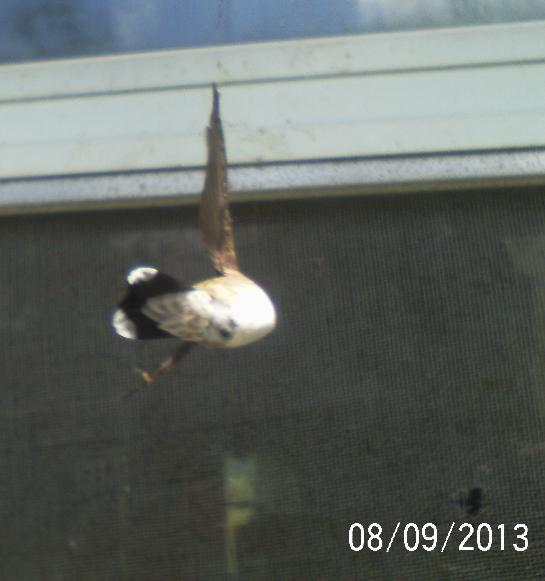 hummingbird caught in spider web, pets animals, This is how we foung him