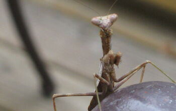 Had a little friend today. Haven't seen a Praying Mantis in a while. Pretty sad, since I bought three cocoons last year.