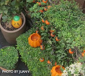 halloween in my urban garden jack o lanterns are birdwatchers, container gardening, flowers, gardening, halloween decorations, outdoor living, pets animals, seasonal holiday decor, succulents, urban living, The flora in this image includes my Beech Tree Creeping Jenny and Autumn Clematis Blog posts for all AND