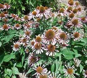 garden tour of the raleigh botanical gardens, flowers, gardening, hydrangea, Echinacea Quills N Thrills