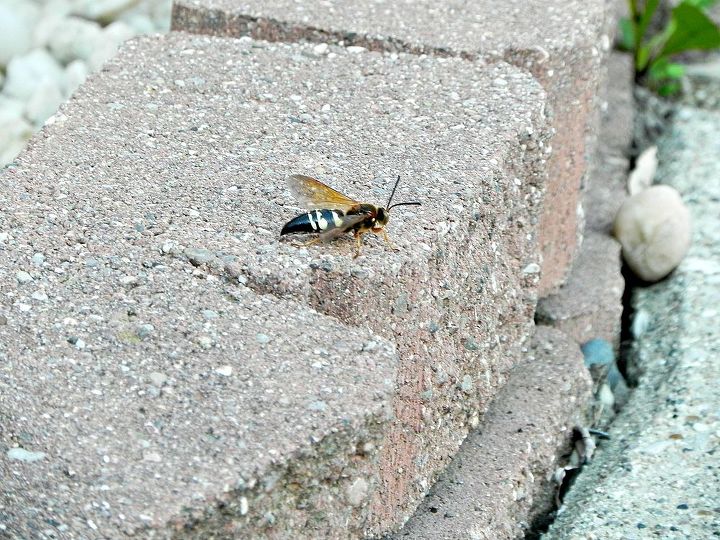 how do i get rid of our cicada killers, pest control, They are about 1 inch long