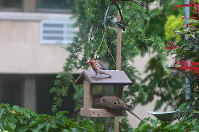 part 5 back story of tllg s rain or shine feeders, outdoor living, pets animals, urban living, House Finch ENJOYS being up on the roof of the HH Feeder