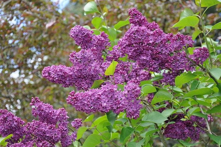 spring might be my favorite time of the year especially at lilac time, gardening