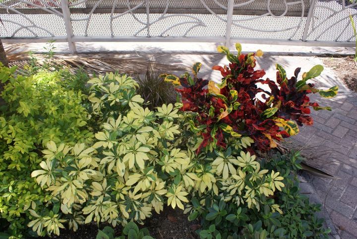 new pictures, gardening, Yellow Arbacola contrasting with corkscrew croton