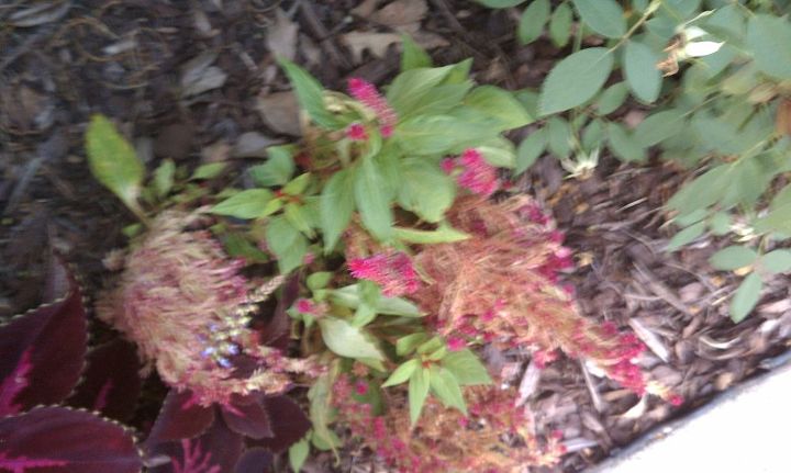 how to care for this celoisa to clean it up and keep it healthy, I took the dead dying portion pruned it off and buried the whole bloom HOPING being the flower part was dying it had SEED behind it so it would grow in the ground next season