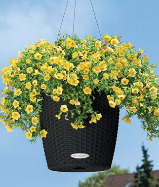 self watering hanging basket, container gardening, gardening
