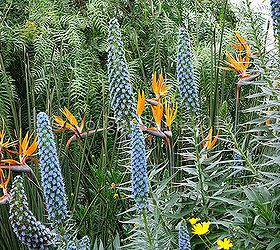 horticultural hocus pocus at longwood gardens, flowers, gardening, Strelitzia juncea Echium candicans