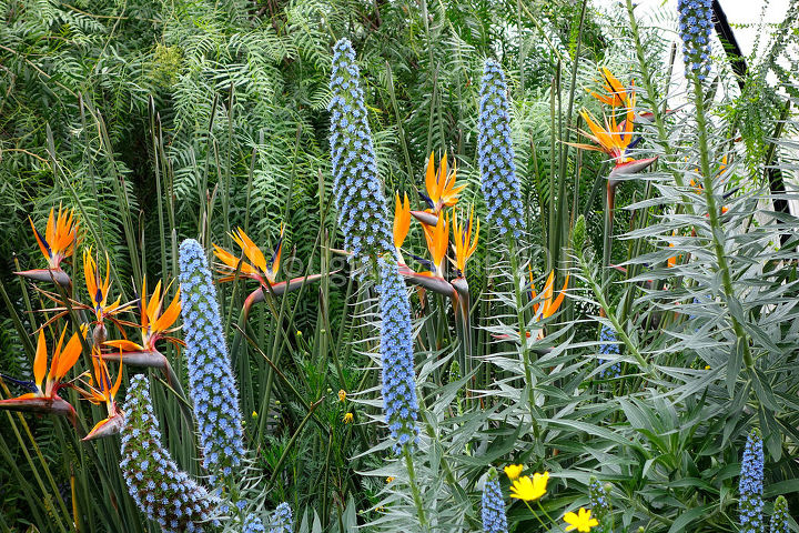 horticultural hocus pocus at longwood gardens, flowers, gardening, Strelitzia juncea Echium candicans