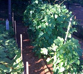 my vegetable garden, gardening, The Pole Beans are on the right side and did very well I believe the left side is Squash