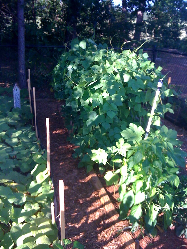 my vegetable garden, gardening, The Pole Beans are on the right side and did very well I believe the left side is Squash