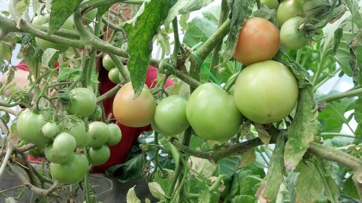 tomatoes, gardening