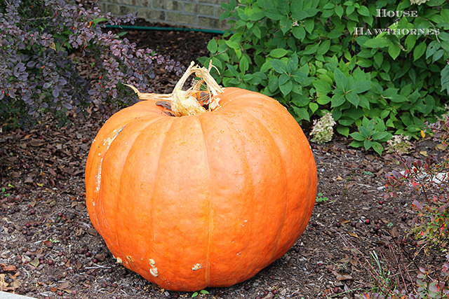 it s the giant pumpkin charlie bown, gardening, seasonal holiday d cor, thanksgiving decorations