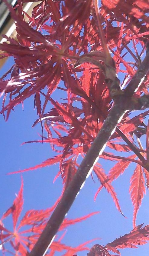 my love affair, Red Dragon