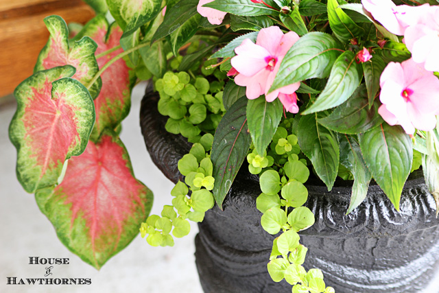 hot to trot patio pot aka tickled pink, gardening, Creeping Jenny in a chartreuse color