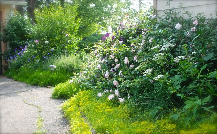 pink rose and purple clematis combination for june, flowers, gardening, The Driveway Garden this week Rose with Clematis Etoile Violette blue Geranium Orion Lavendula Munstead white Allium multibulbosum bishops weed the very aggressive invasive Aegopodium podagraria and yellow blooming Sedum