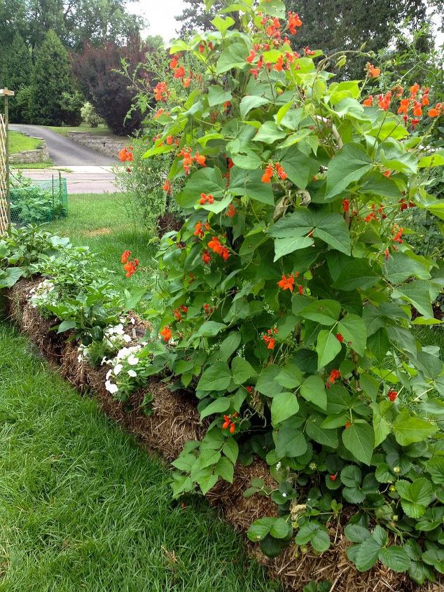 a jardinagem com fardos de palha realmente funciona, Mais fotos do jardim em agosto