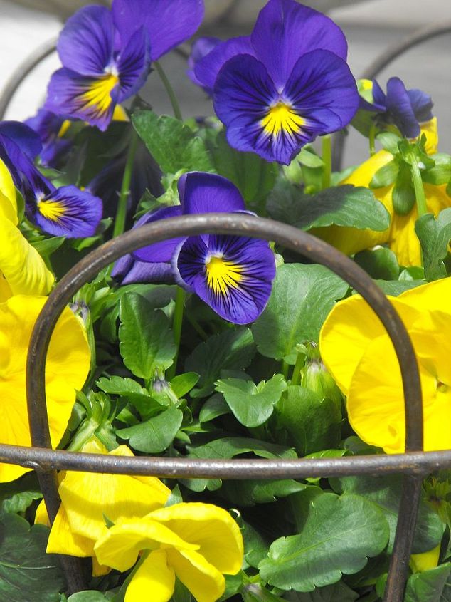spring, container gardening, easter decorations, flowers, gardening, seasonal holiday d cor, Pansies
