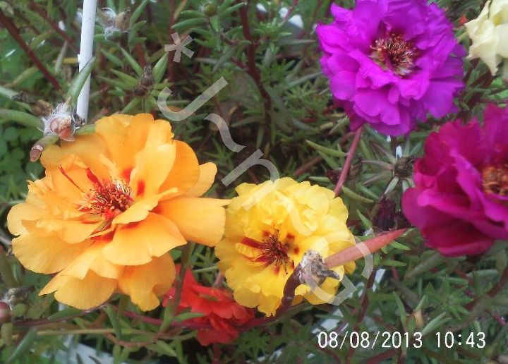 just some of the flowers in our yard, flowers, gardening, Rose Moss