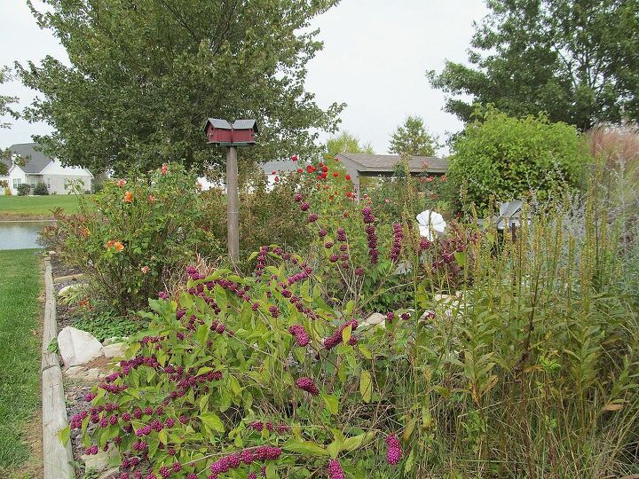 the colors of illinois october, flowers, gardening, perennials, Purple Beautybush