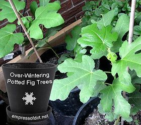 fig trees their fruit, gardening, Overwintering in pots by Melissa Empress of Dirthttp www empressofdirt net overwintering figs
