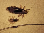 head lice, cleaning tips, electrical, pest control, Head Lice