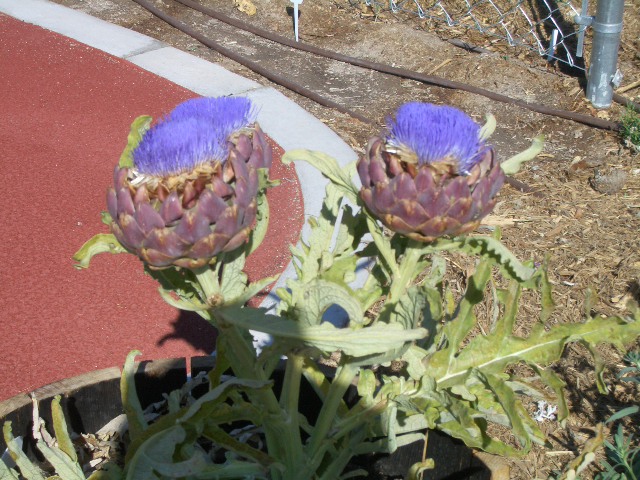 never seen one in full bloom before, gardening, Is that cool or what
