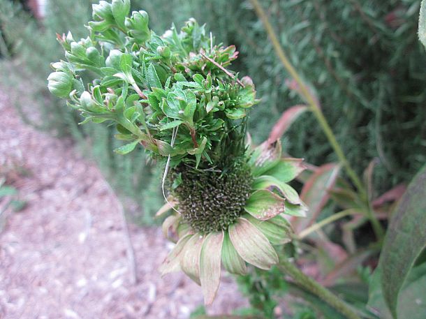 can anyone identify this, flowers, gardening