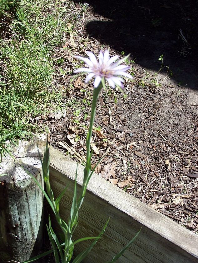 anyone know the name of this flower, flowers, gardening, mystery flower