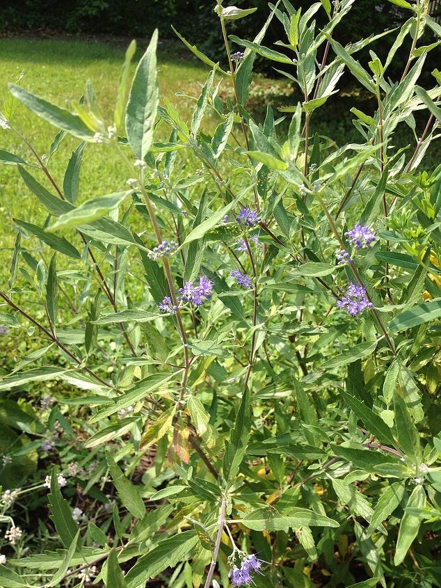 q anyone know this plant i ve got 2 in my garden so i must have planted them but i, flowers, gardening, full plant about 24 tall or so